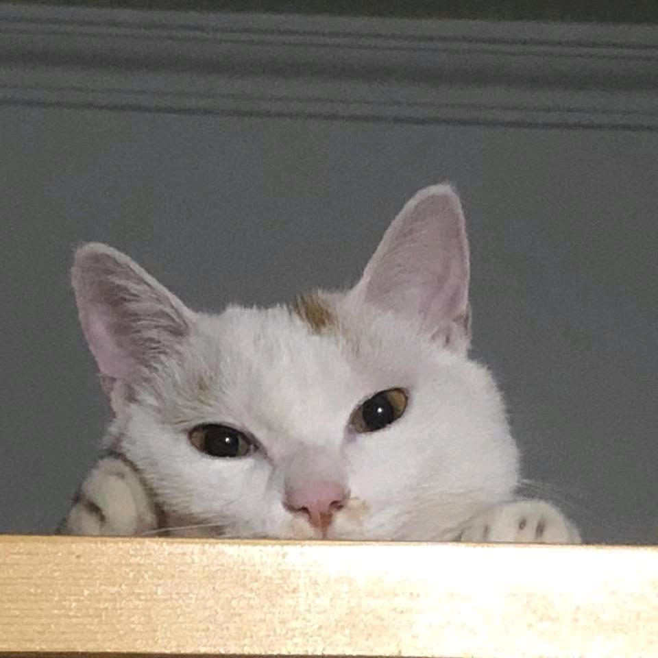 大提提的小唢呐