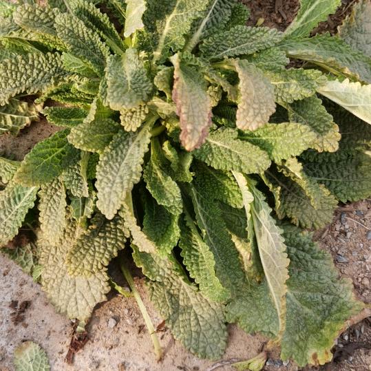 禅(●°u°●) 」