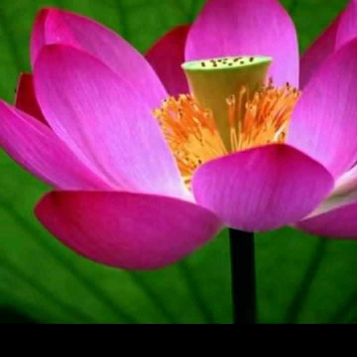 ꕥ᭄🐎₁₉₉⁰趙꧔ꦿ᭄࿐