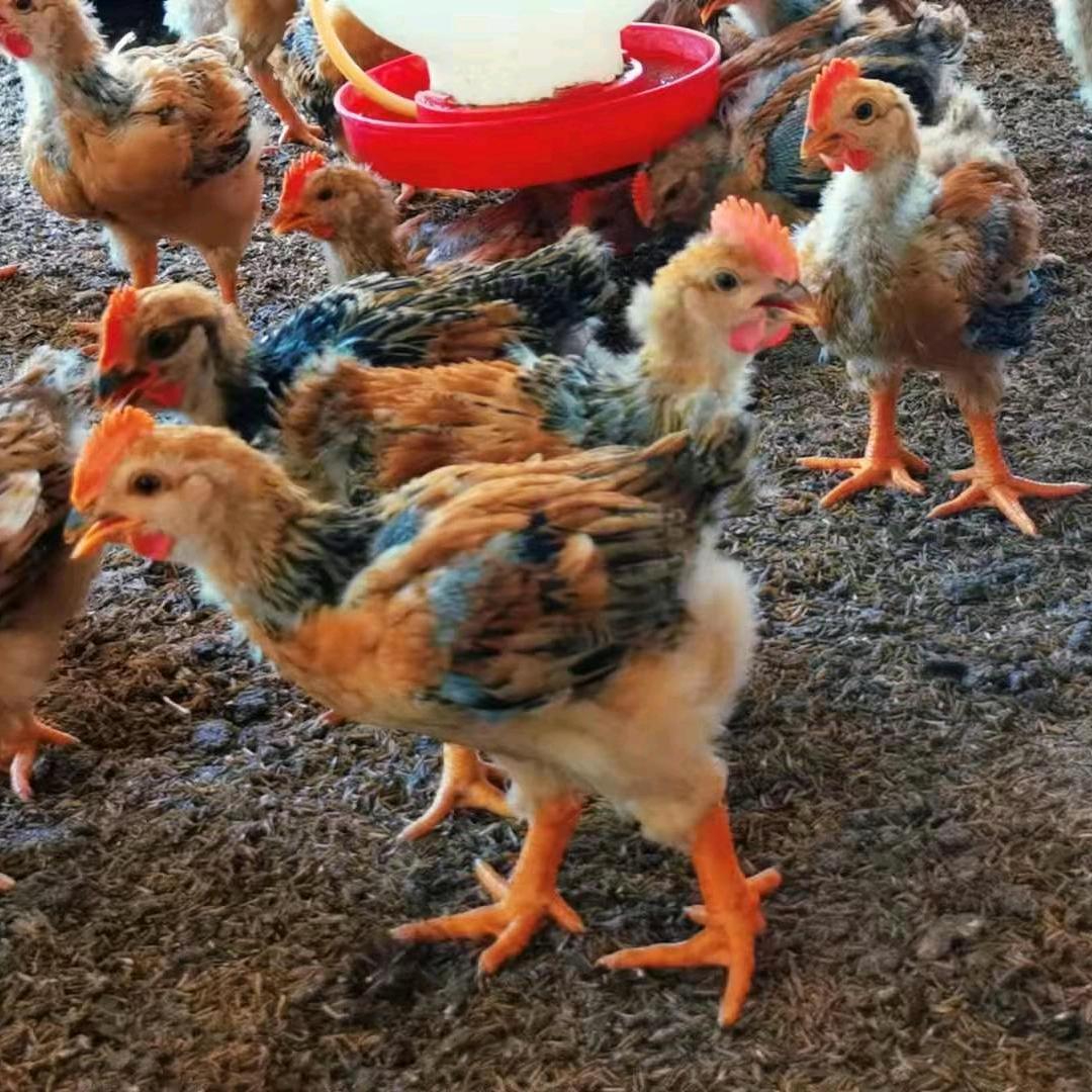 永兴鸡苗饲料批发部