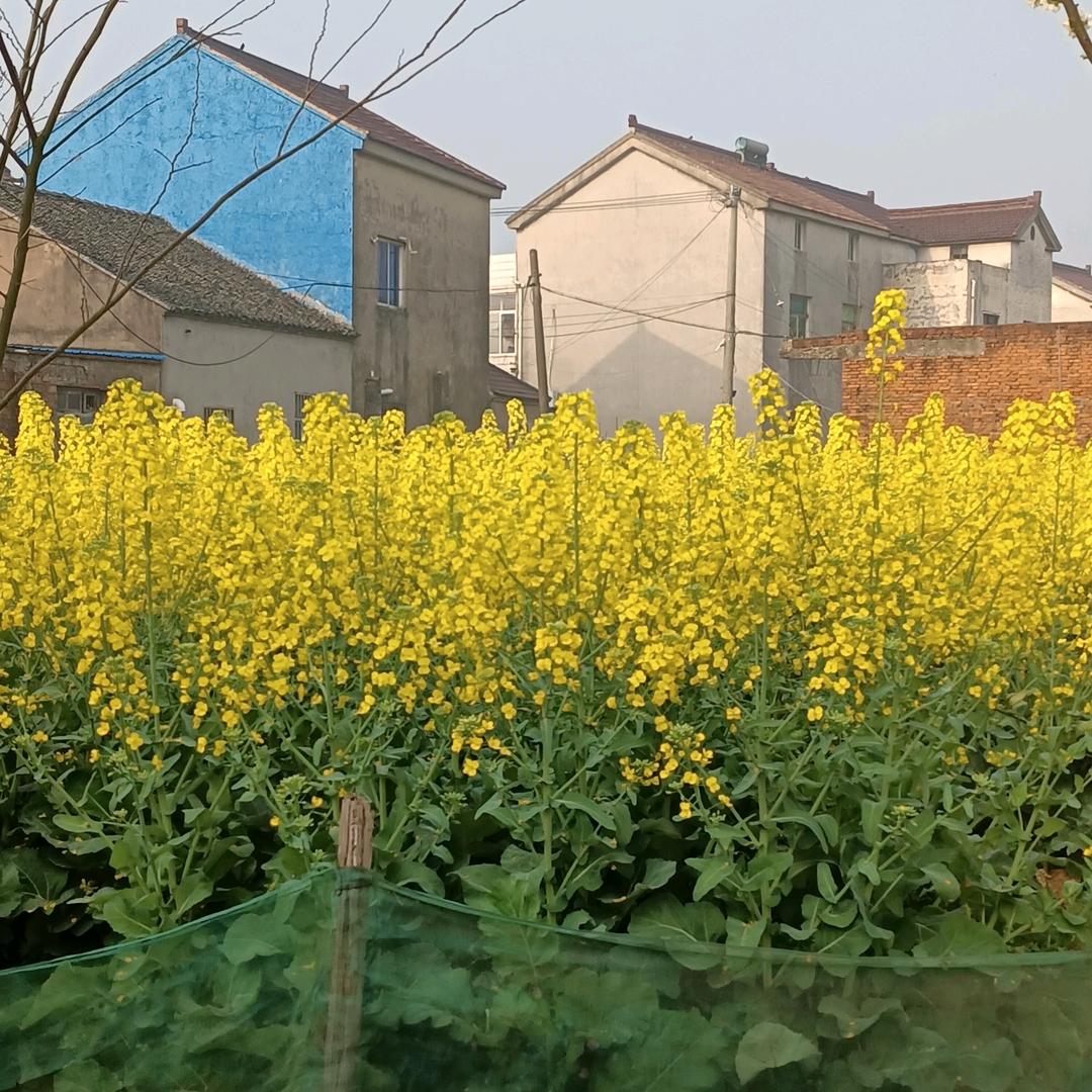 春暖花开！