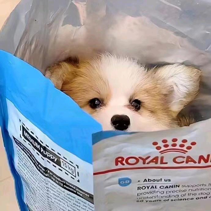 皮卡丘🇨🇳