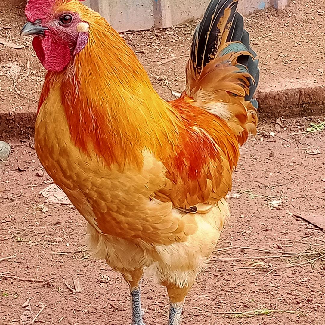 。阿桑，家庭农场