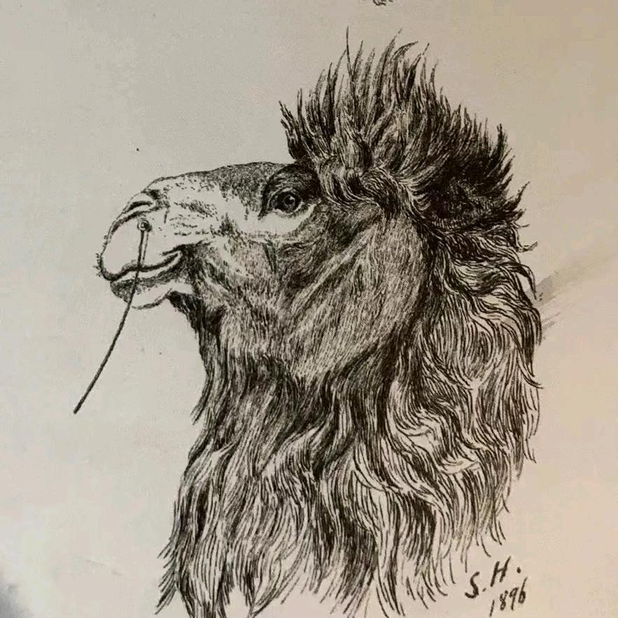 漠西戈•沙漠宿集_老俞