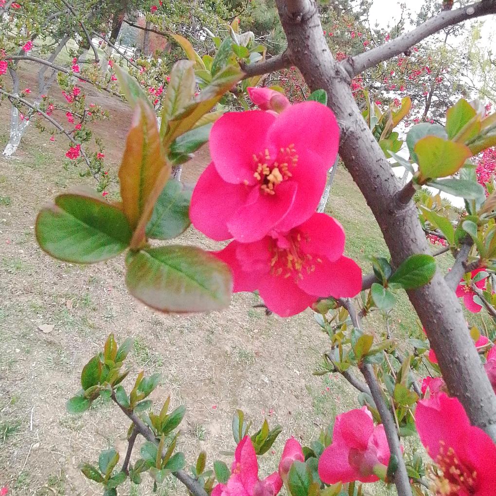 花影腾风