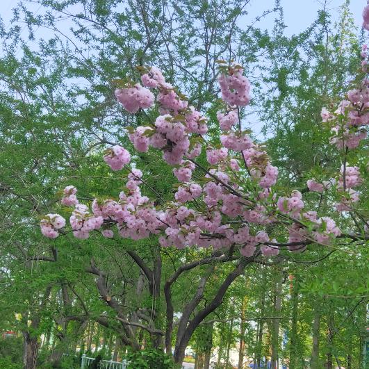 山不在高有仙则名