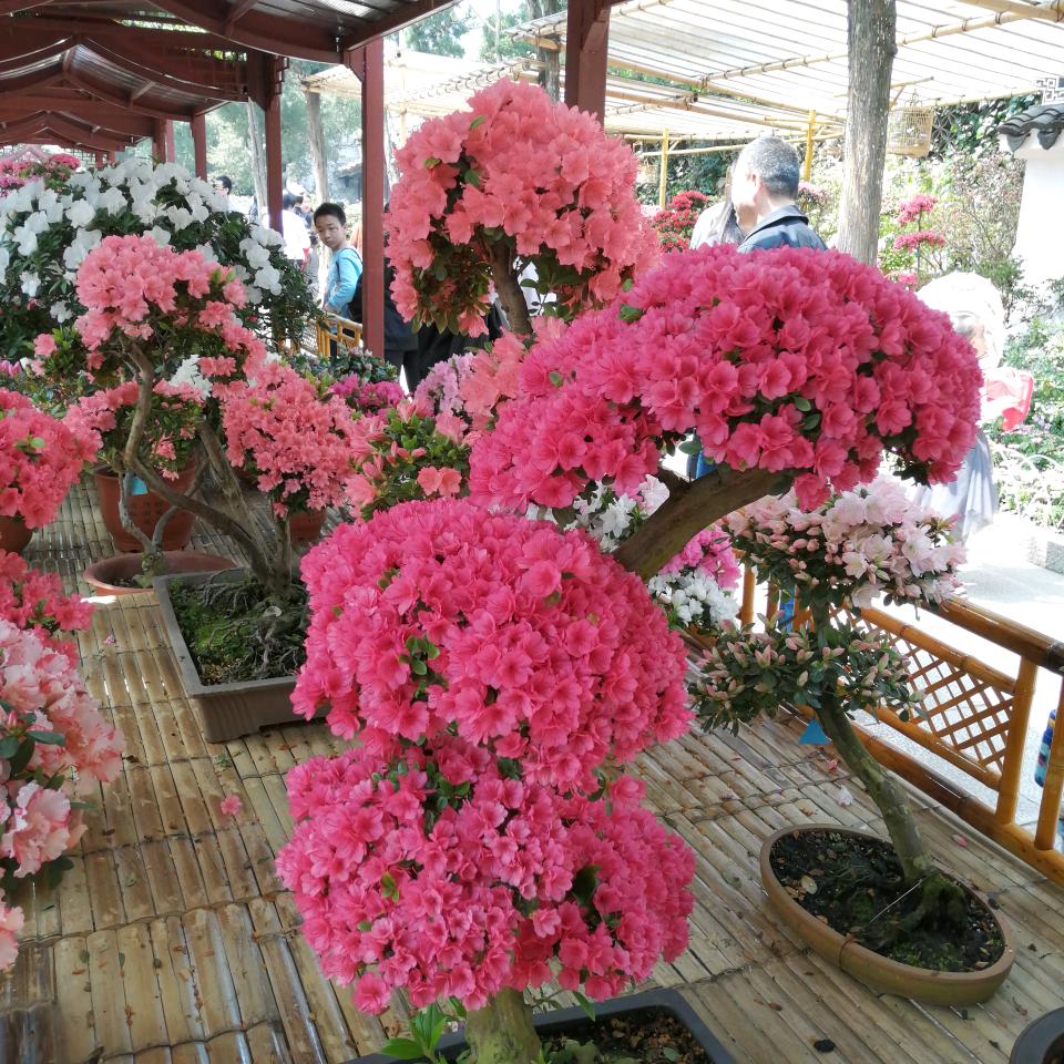 艾尼🌻🌻🌲🌲