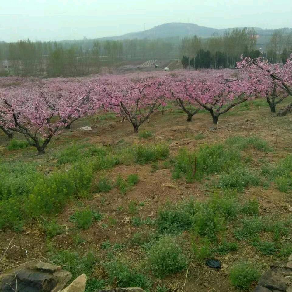 桃花依旧谭老师