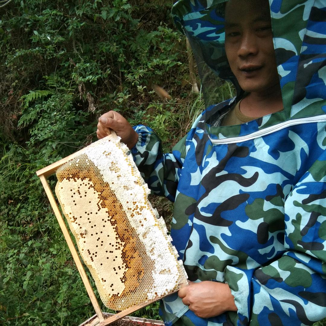 🐝🐝🐝🐝🐝蜜蜂小谭。