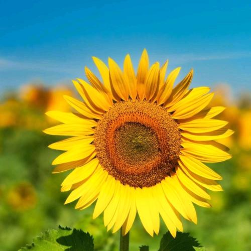 林以花