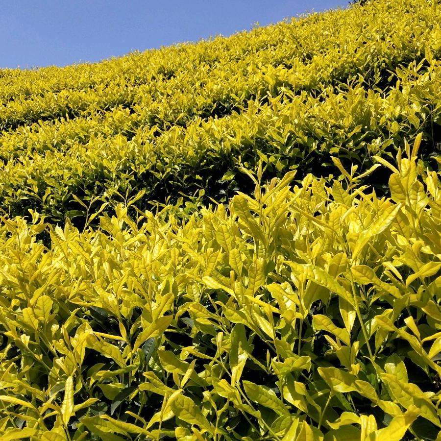 王桂英白茶，黄金叶，皇金牙