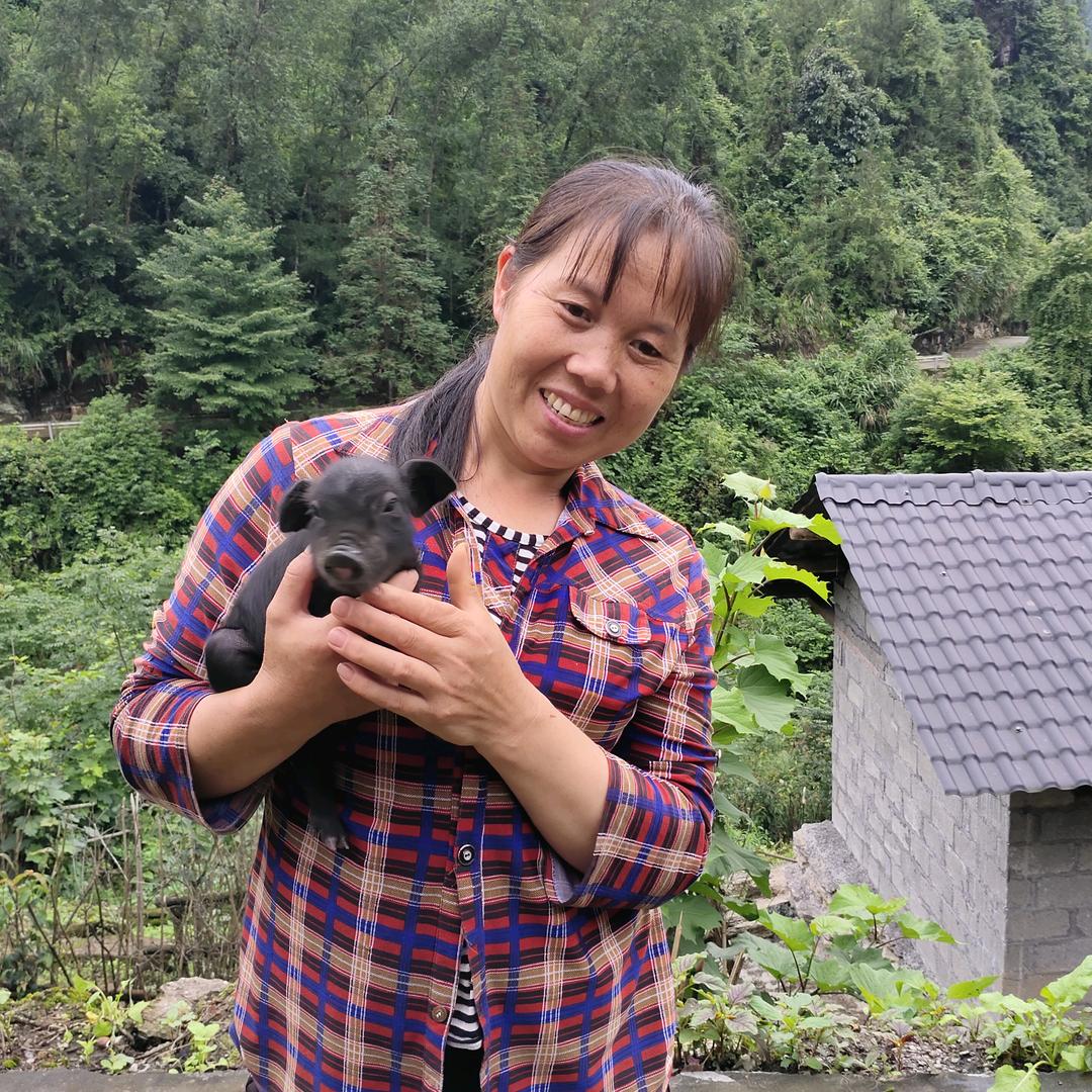 养猪向姐，
