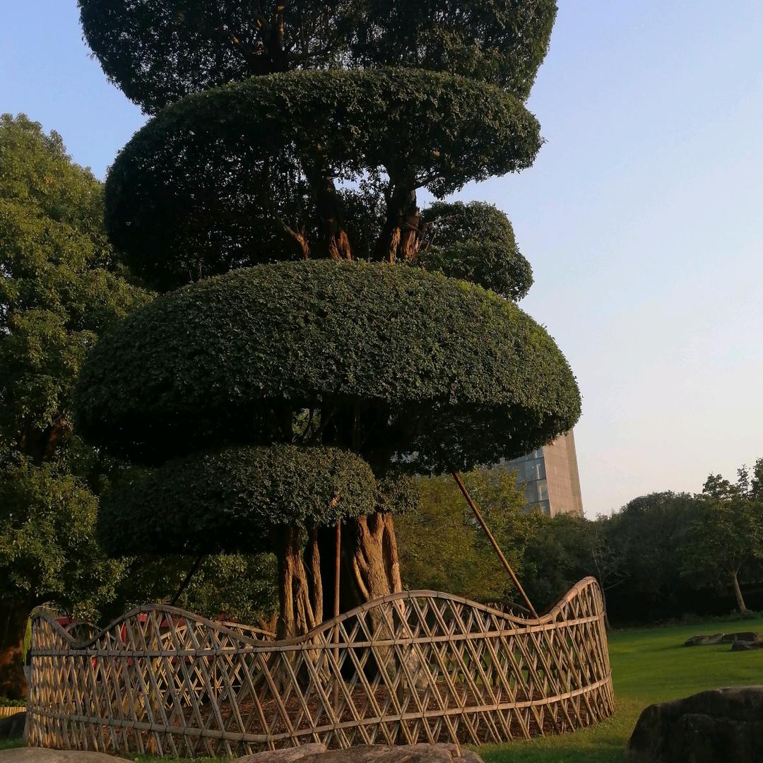 小草陆忠英