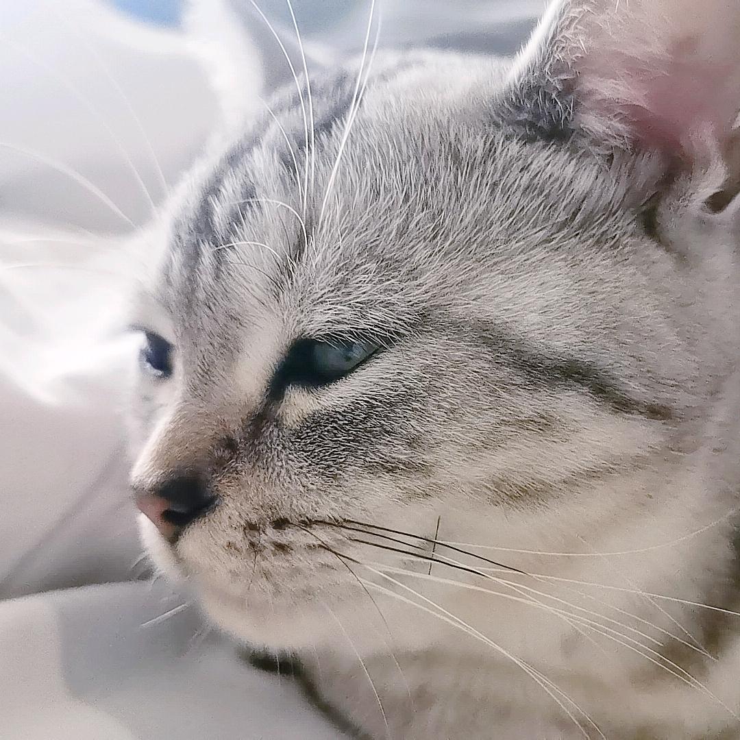 不太聪明小布丁