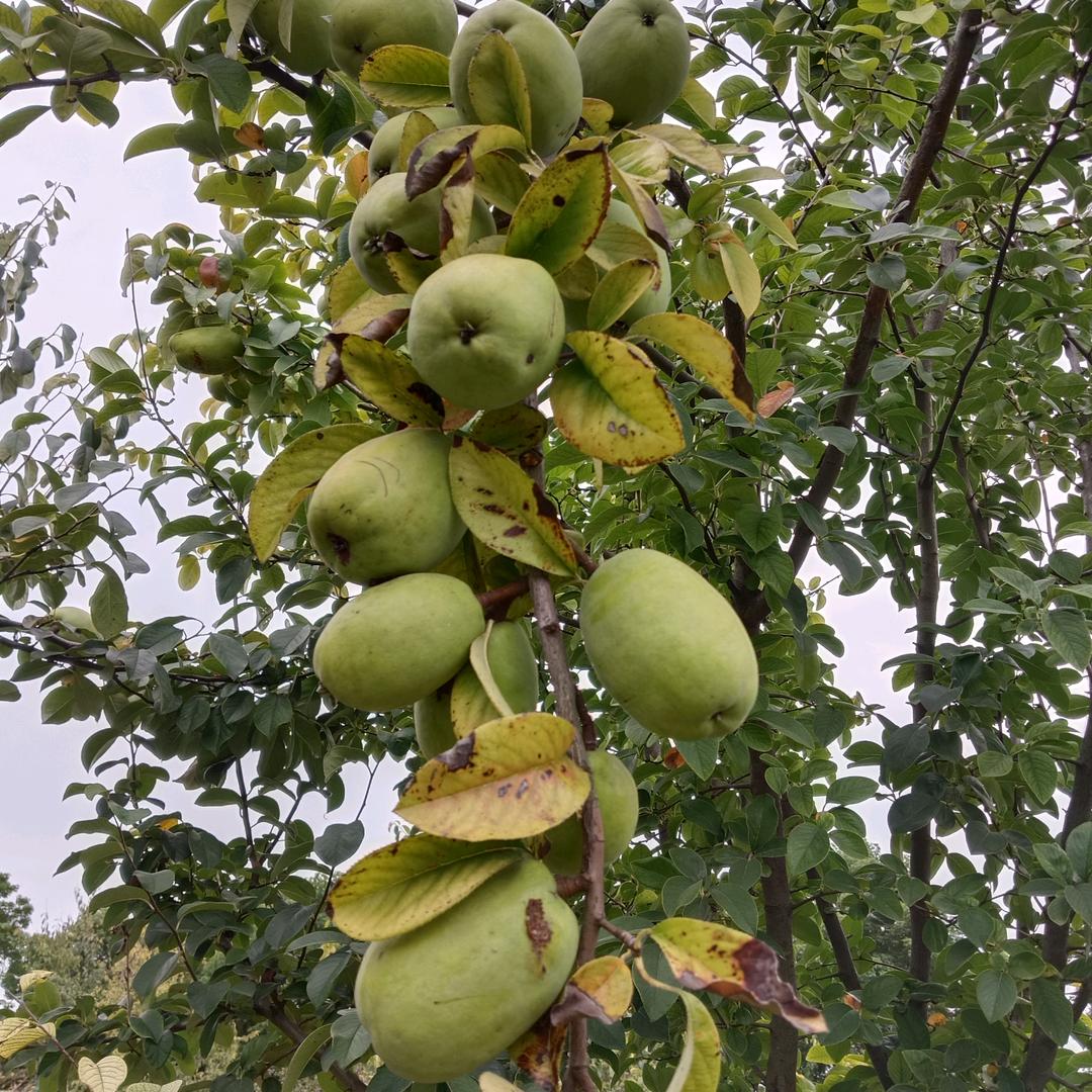 从此封心锁爱