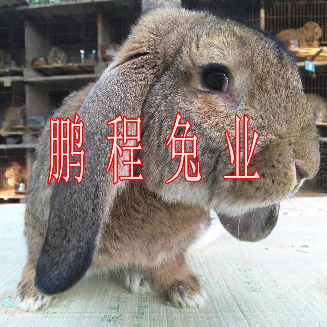 鹏程兔业公羊兔