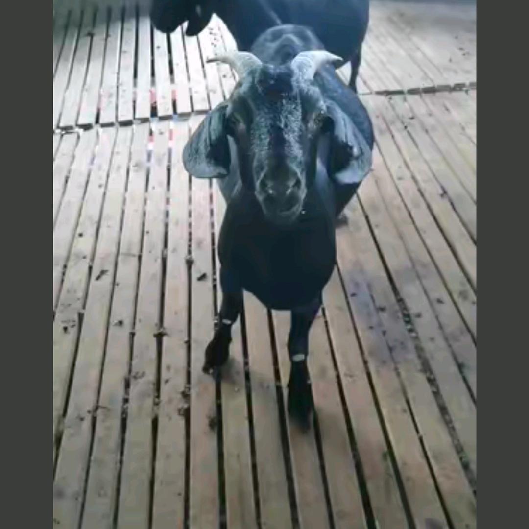 海南东山羊（收羊）