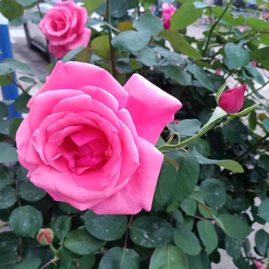 李二姐🌹🌹