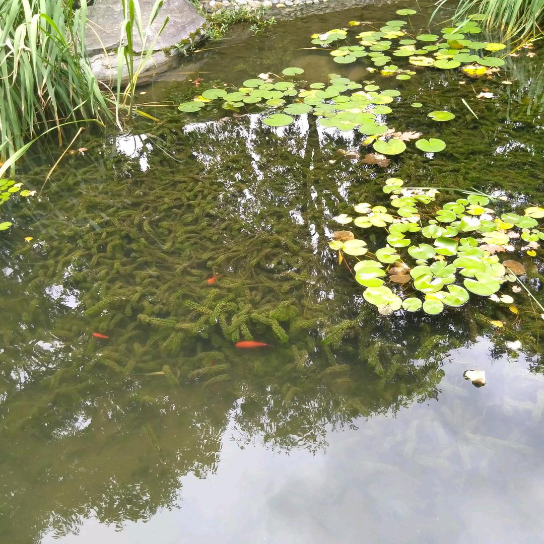 以切随缘