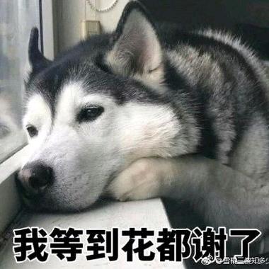 大表哥👏