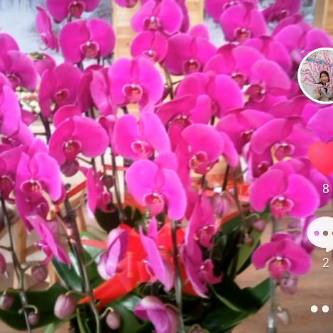 💖开心梅姐💖