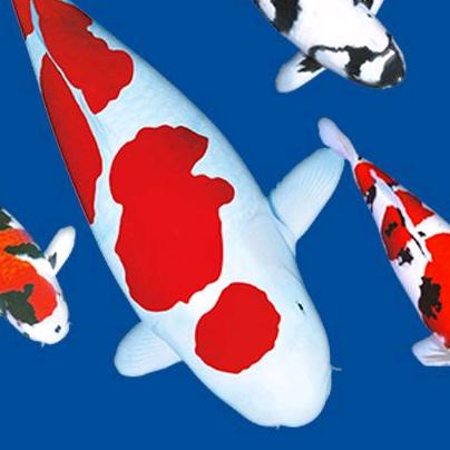 小党观赏鱼批发零售店