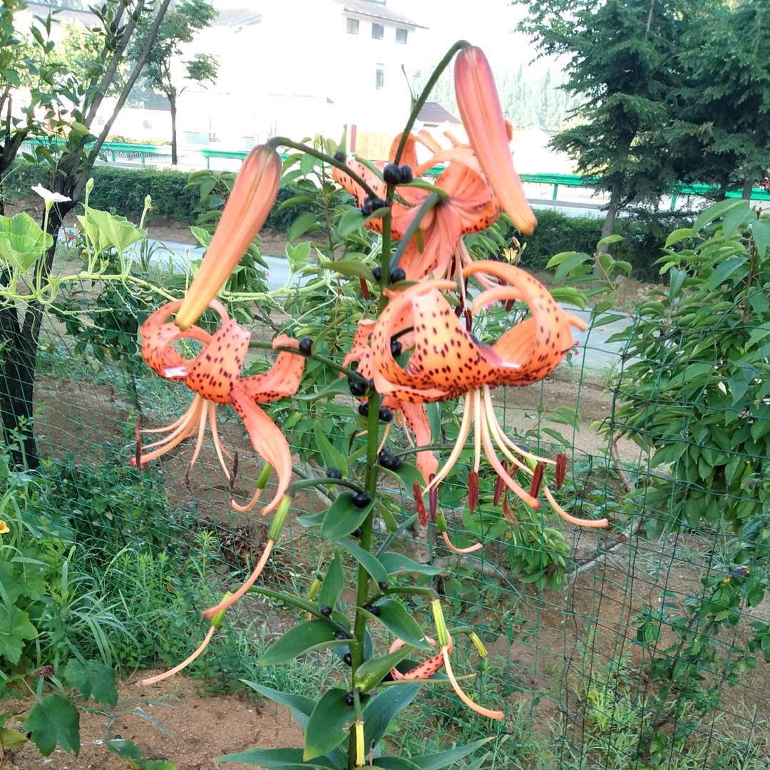 顺其自然☜