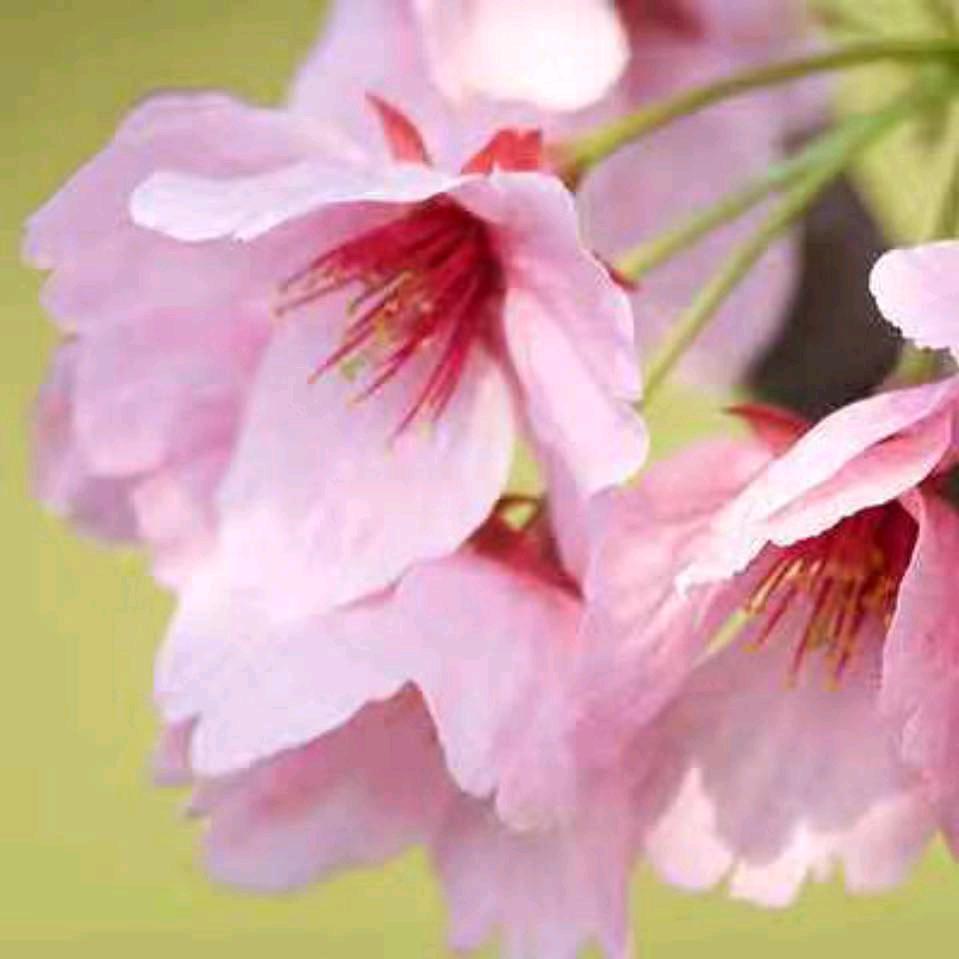 老字号舞阳马家驴肉馆