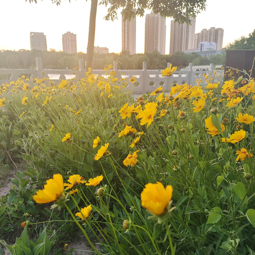 清影