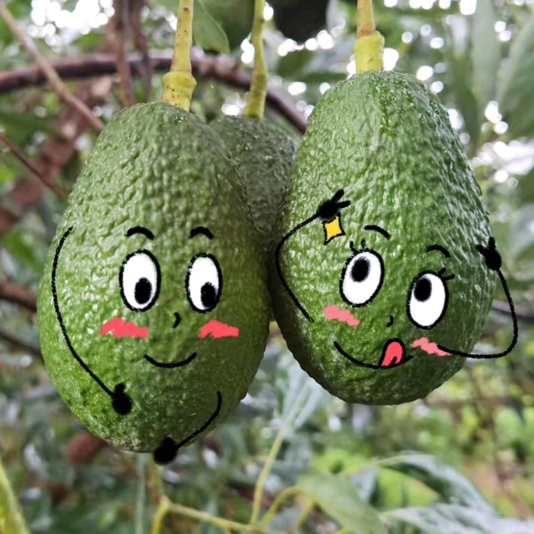 国光小刘🥑牛油果