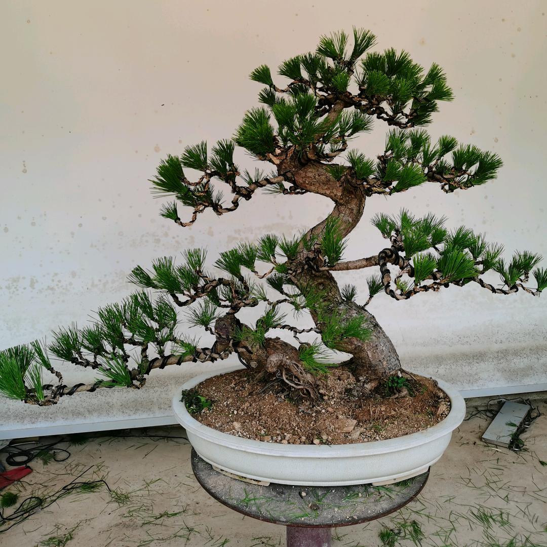 福庆盆景园