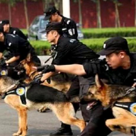 工作犬技术孙老师