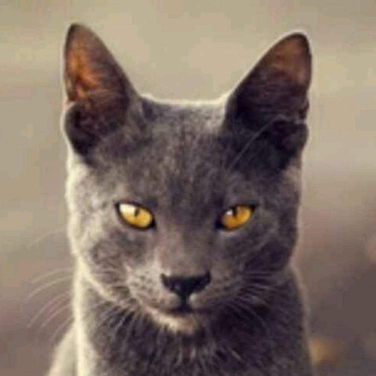 又是猴子请来的救兵