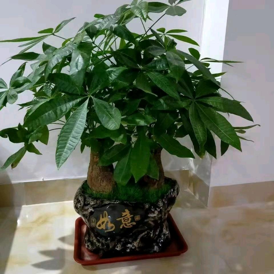 珍珍