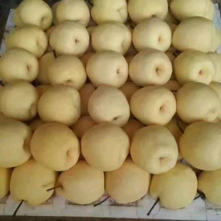 好运常在代收酥梨雪梨