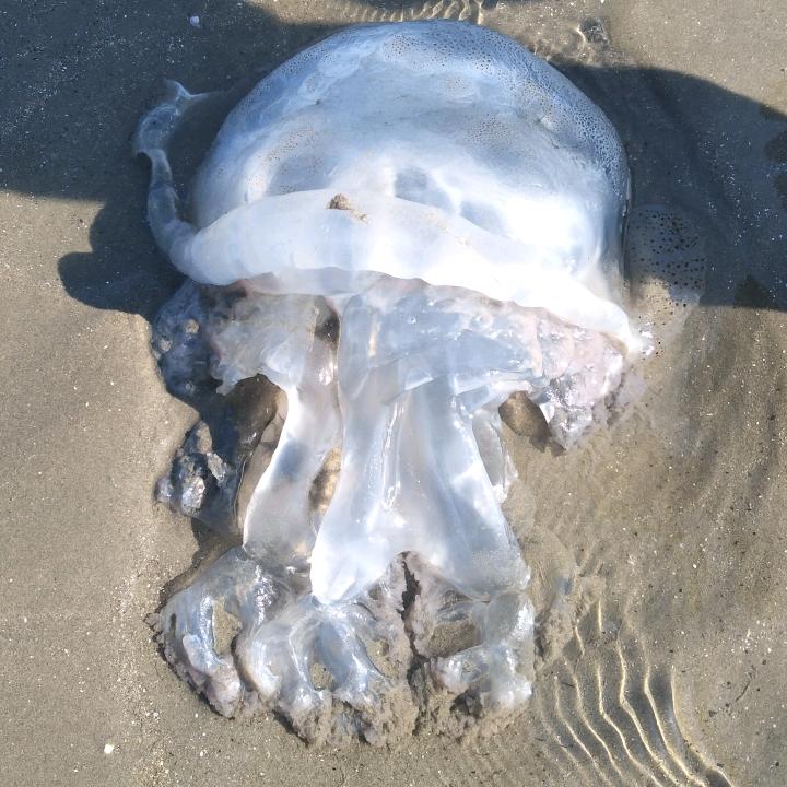 纵是情长，不低时光