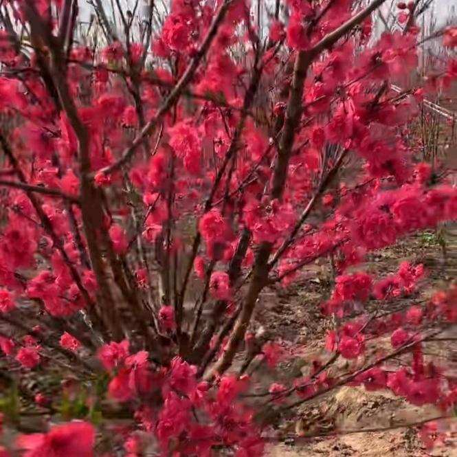 红叶碧桃基地
