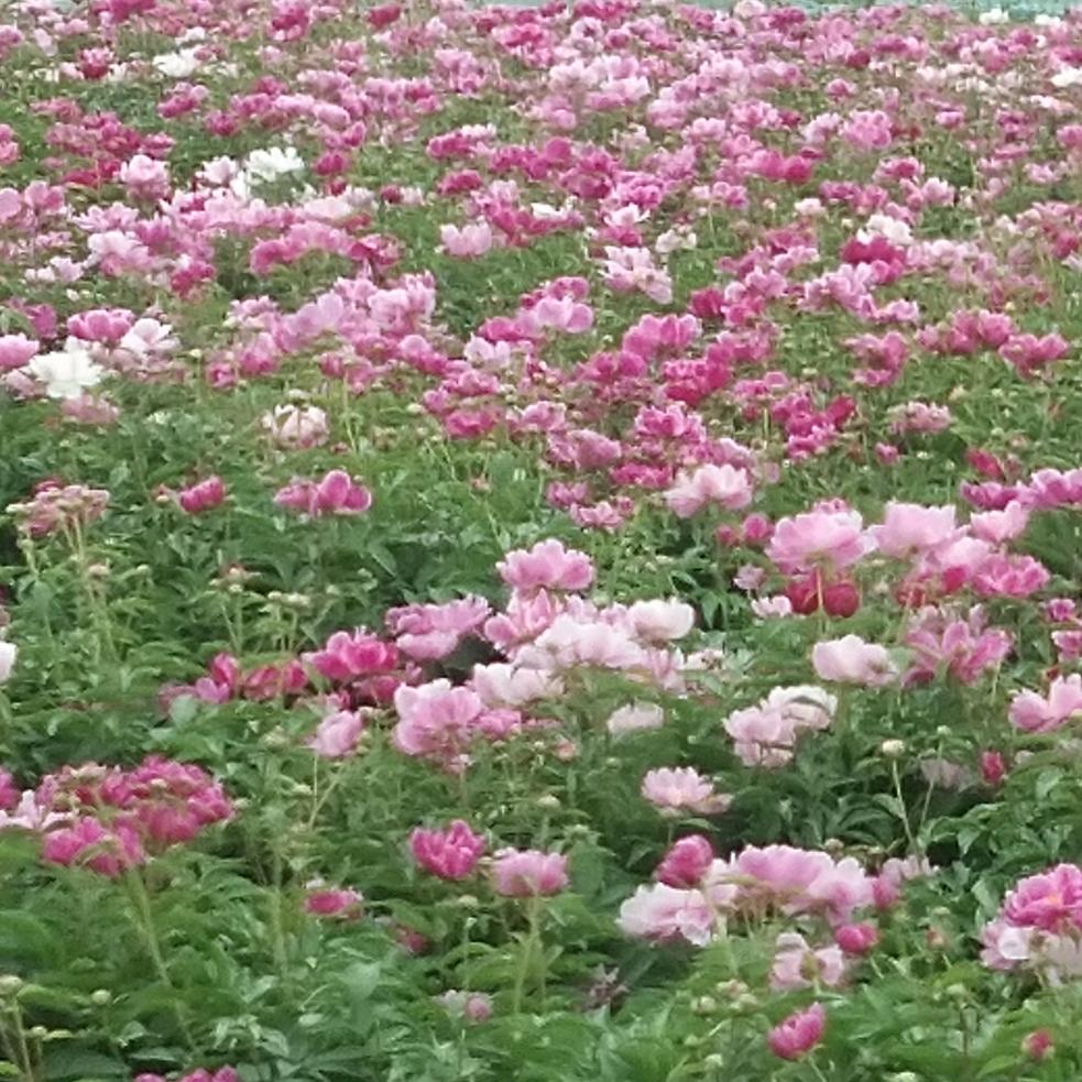 花开富贵001