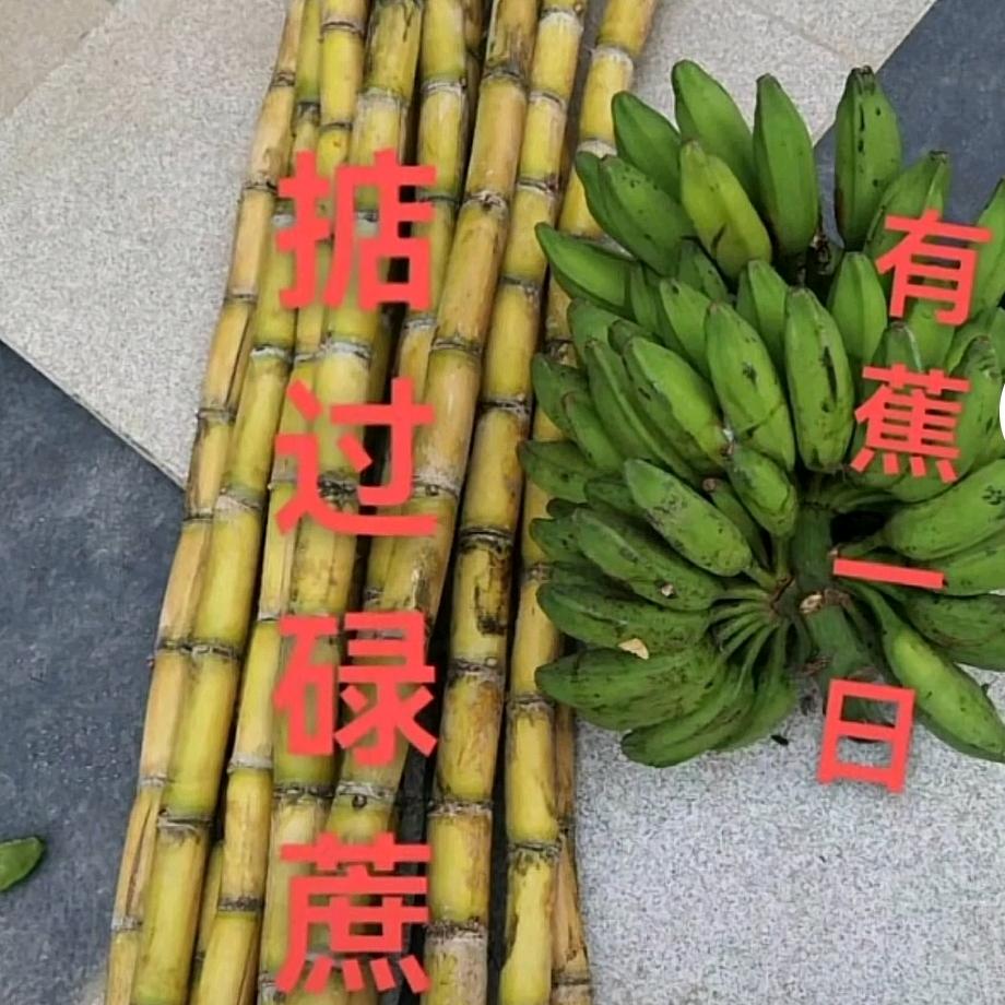 连州本地少爷