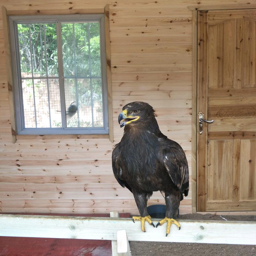 我姓屠却涂不出你心的颜色