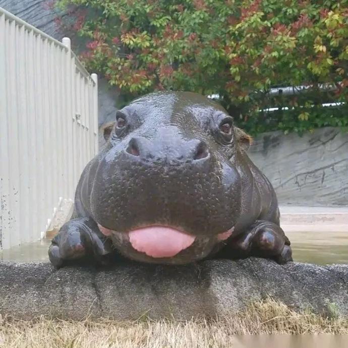 🌈🌈再给我两份葱