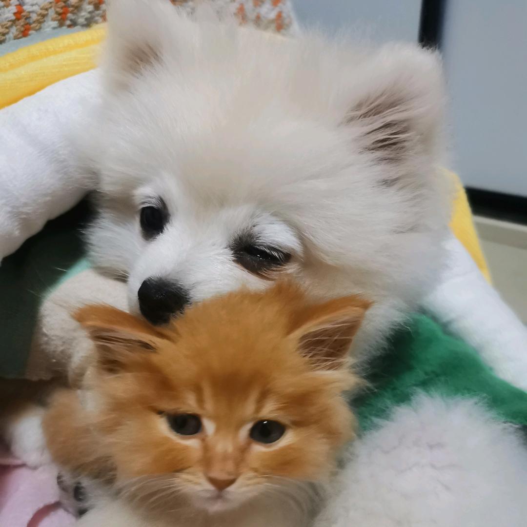 荷盏盛露酒茶香🍵