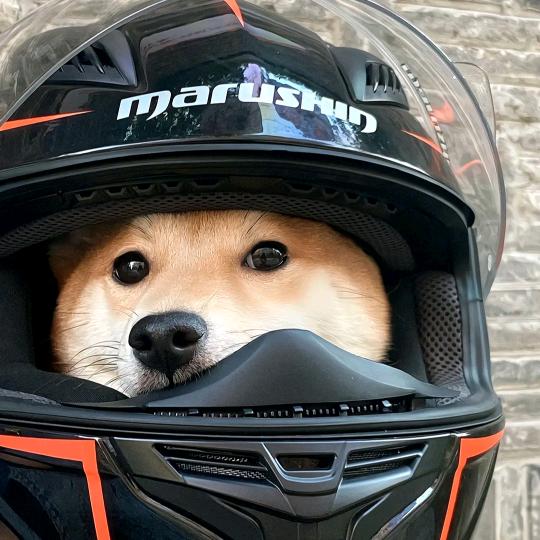lllllllll