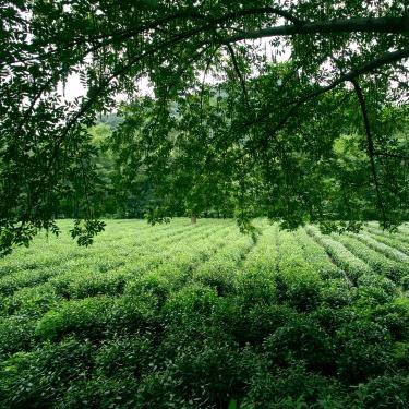 成文的茶叶店