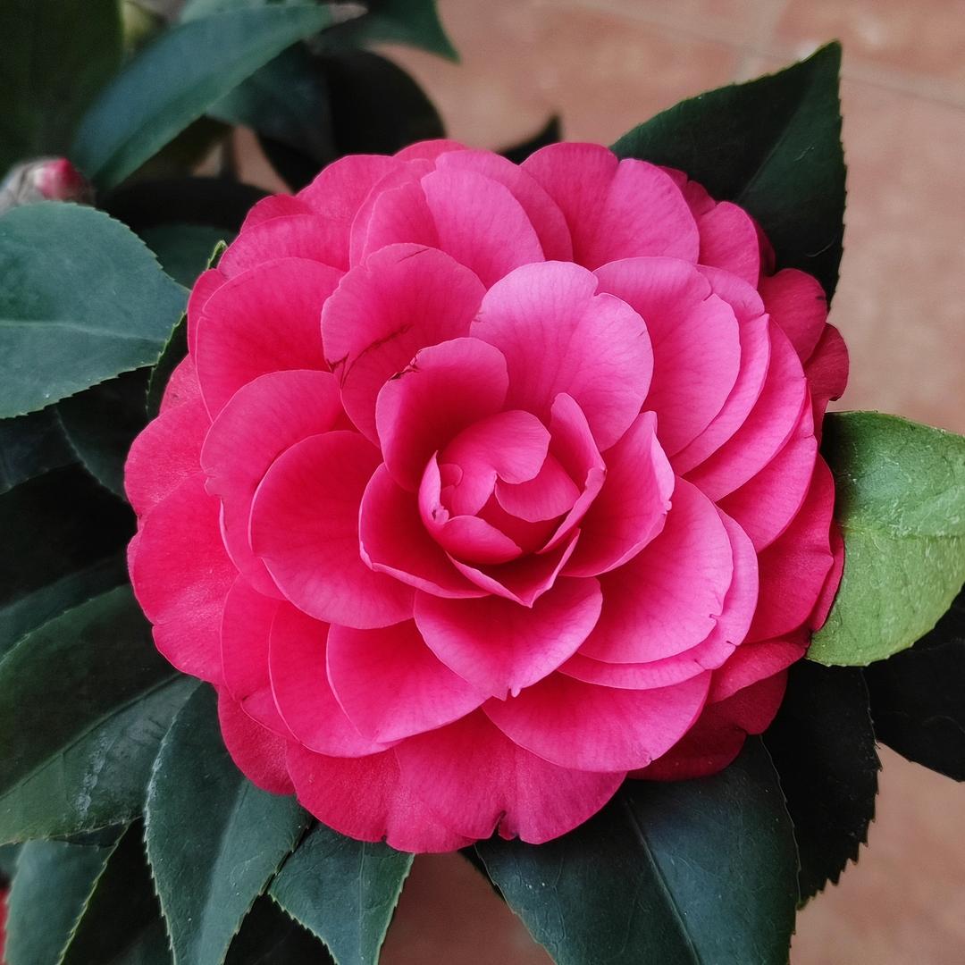旗成塑胶
