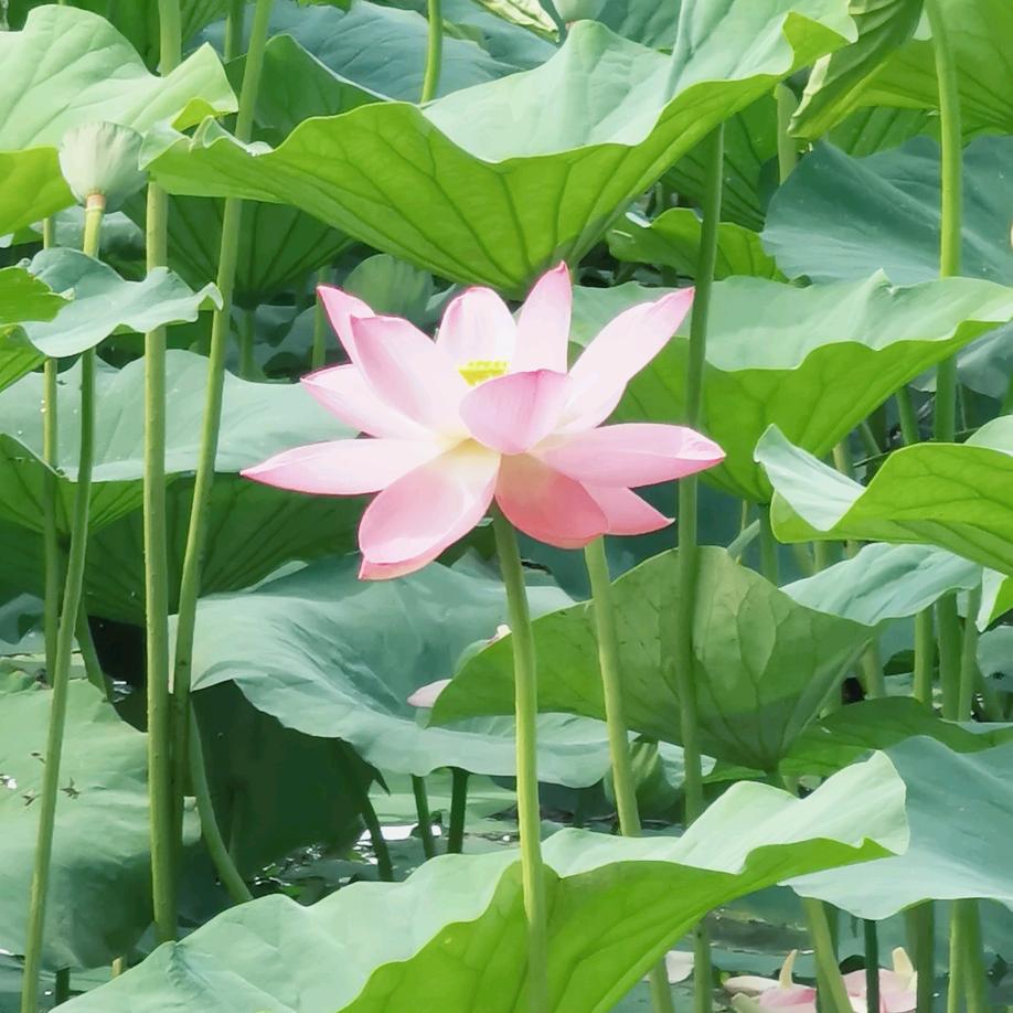 小姚老师（生物）