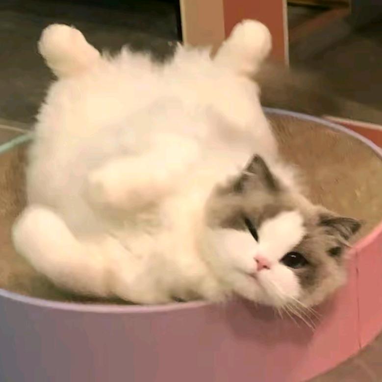猫饵