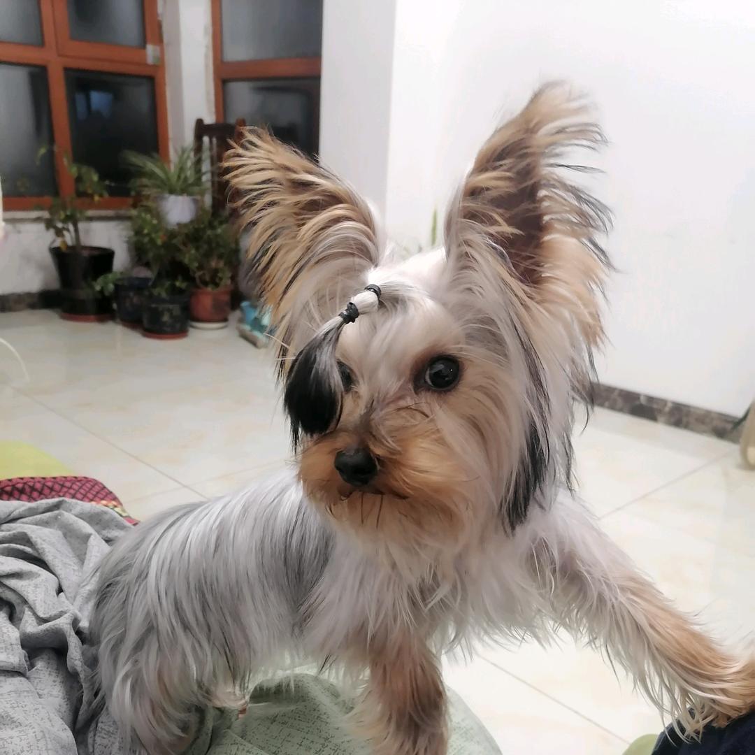 讨狗嫌
