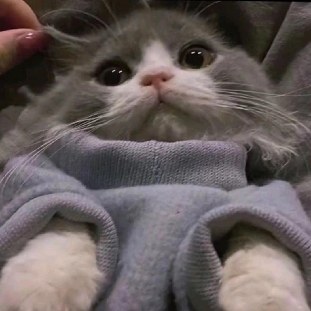 妮崽～