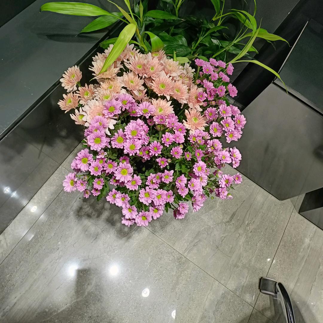 梦想中的天使